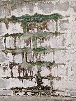 Gray wall with mold and moss photo