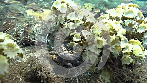 Gray Warty frogfish Clown anglerfish, Antennarius maculatusin the artificial corals in Zulu sea Dumaguete