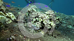 Gray Warty frogfish Clown anglerfish, Antennarius maculatusin the artificial corals in Zulu sea Dumaguete