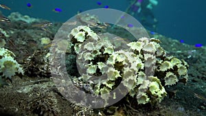 Gray Warty frogfish Clown anglerfish, Antennarius maculatusin the artificial corals in Zulu sea Dumaguete