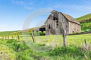 A gray weathered barn in the Palouse hills