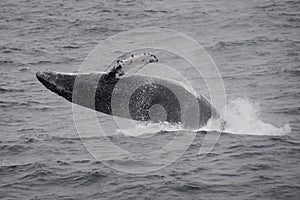 Grigio balena 