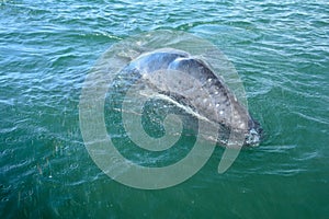 Gray whale