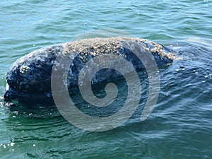 Gray whale