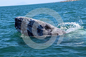 Gray whale Baja California, Mexico photo
