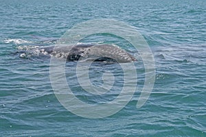 Gray whale calf
