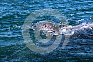 Close up gray whale calf, Baja California Sur, Mexico