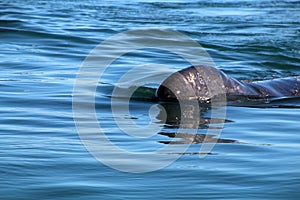 Gray whale calf, Baja California Sur, Mexico