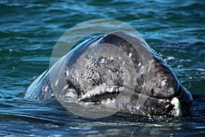 Gray whale calf, Baja California Sur, Mexico