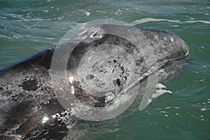 Gray Whale calf, Baja California