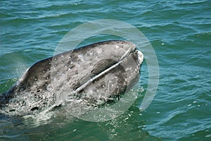 Gray whale calf Baja California photo