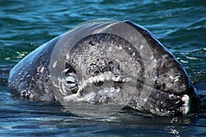 Gray whale calf Baja California, Mexico