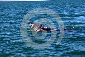 Gray whale calf, Baja California Sur, Mexico