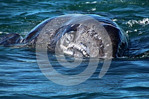 Gray whale calf close-up, Baja California Sur, Mexico