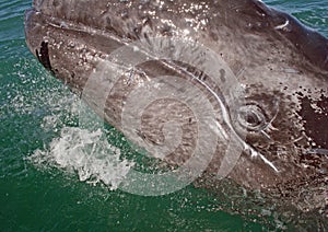 Gray whale calf investigating a small boat