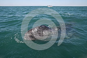 Gray whale calf investigating a small boat