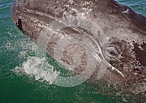 Gray whale calf investigating a small boat photo