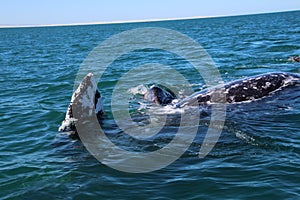 Gray whale calf with mother in Mexico, Baja California Sur