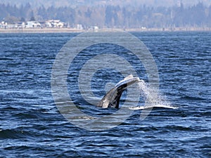 Gray Whale Diving