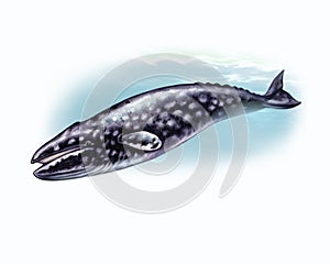Gray whale Eschrichtius robustus