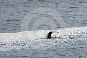 Gray Whale,  Eschrichtius robustus, diving into the water.