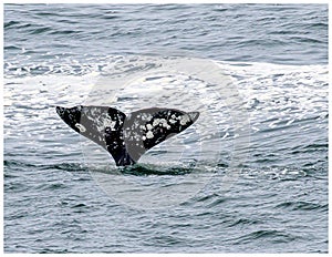 Gray Whale,  Eschrichtius robustus, diving into the water.