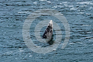 Gray Whale,  Eschrichtius robustus, Spyhopping in Depoe Bay.