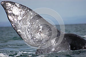 Gray Whale Fluke photo