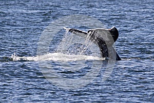 Gray Whale Fluke with Water Trailing