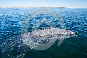 Gray whale is looking at you from the water.