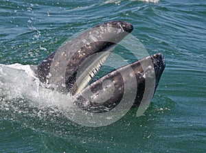 Gray whale's baleen