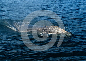 Gray Whale, Santa Barbara Channel, Pacific Ocean