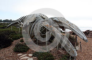 Gray whale skeleton