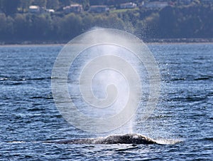 Gray Whale Spouting in the Sunshine photo