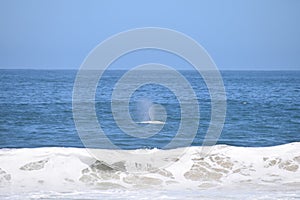 Gray Whale Spouts Offshore