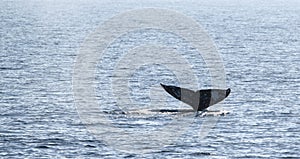 Gray Whale Tail