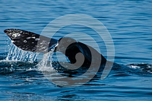 Gray Whale tail