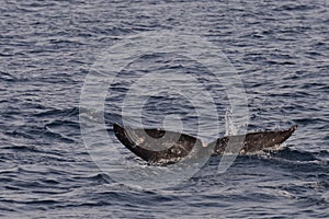 Gray Whale Tail Submerged