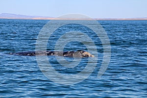 Gray whale watching in Mexico, Baja California Sur photo