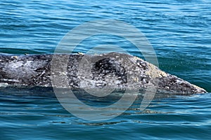 Gray whale watching in Mexico, Baja California Sur photo