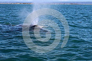 Gray whale Baja California Sur, Mexico photo