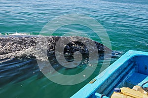 Gray whales (Eschrichtius robustus), Mexico