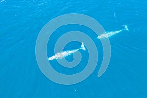 Gray Whales Swimming Through Clear, Blue Water