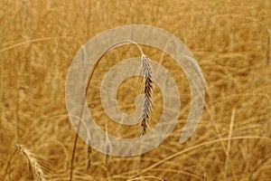 Gray wheat spike on the field on a summer day