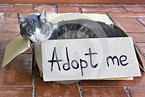 a gray-white adult cat sleeping in a cardboard box