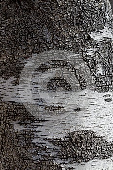 Gray and White Birch Bark Texture