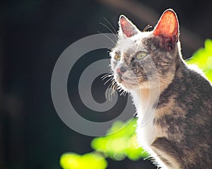 Gray white black cat sitting sunbathing and look forward.