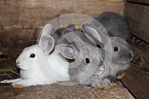 Gray white black rabbits in a cage on the farm live