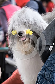 A gray and white bobtail with a headband to keep his moustache clean. Preparation of a large fluffy dog before showing at the
