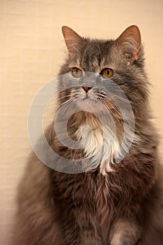 Gray with a white breast fluffy cat